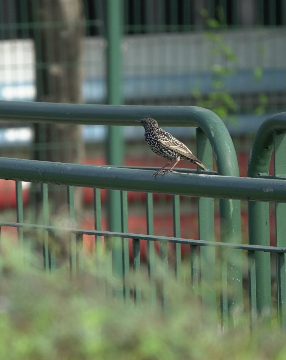 European Starling - ML465542251