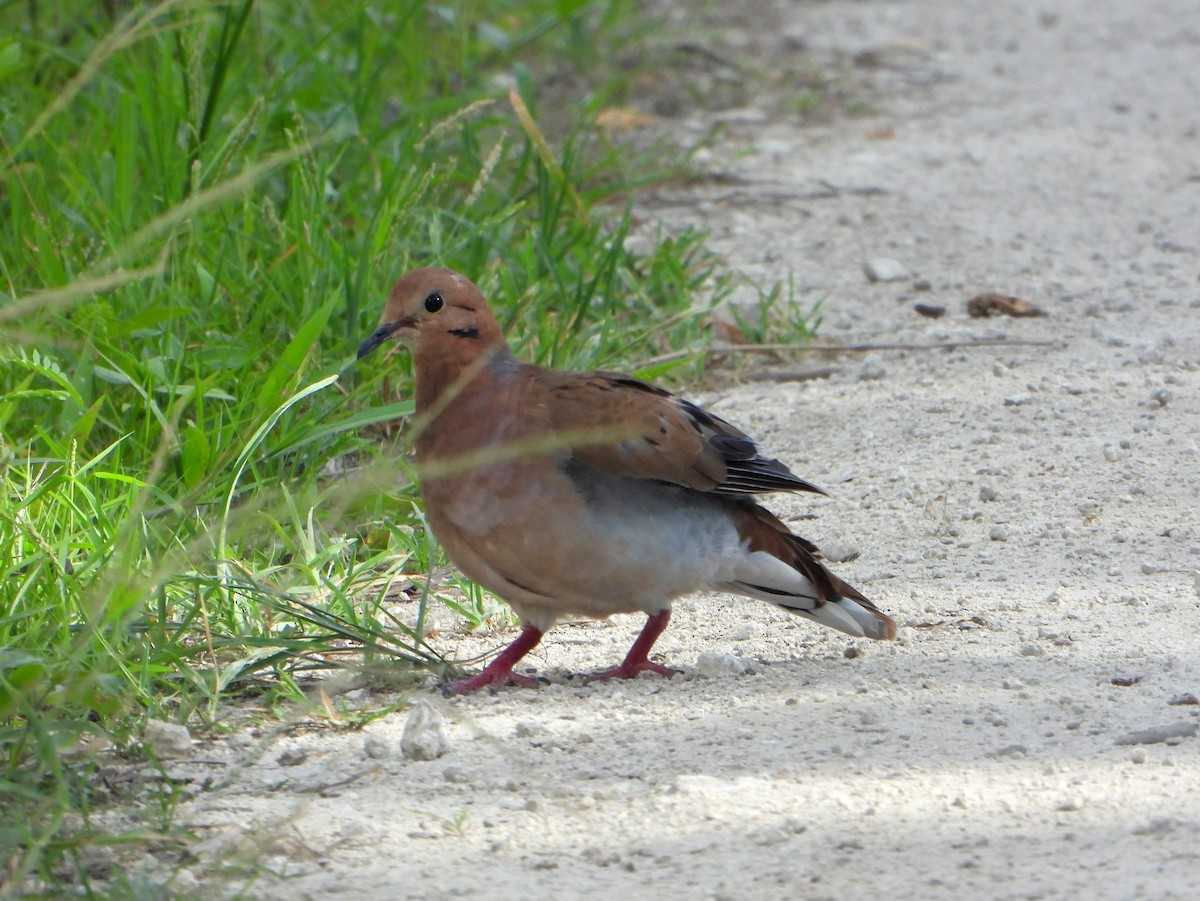 Zenaida Dove - ML465545661