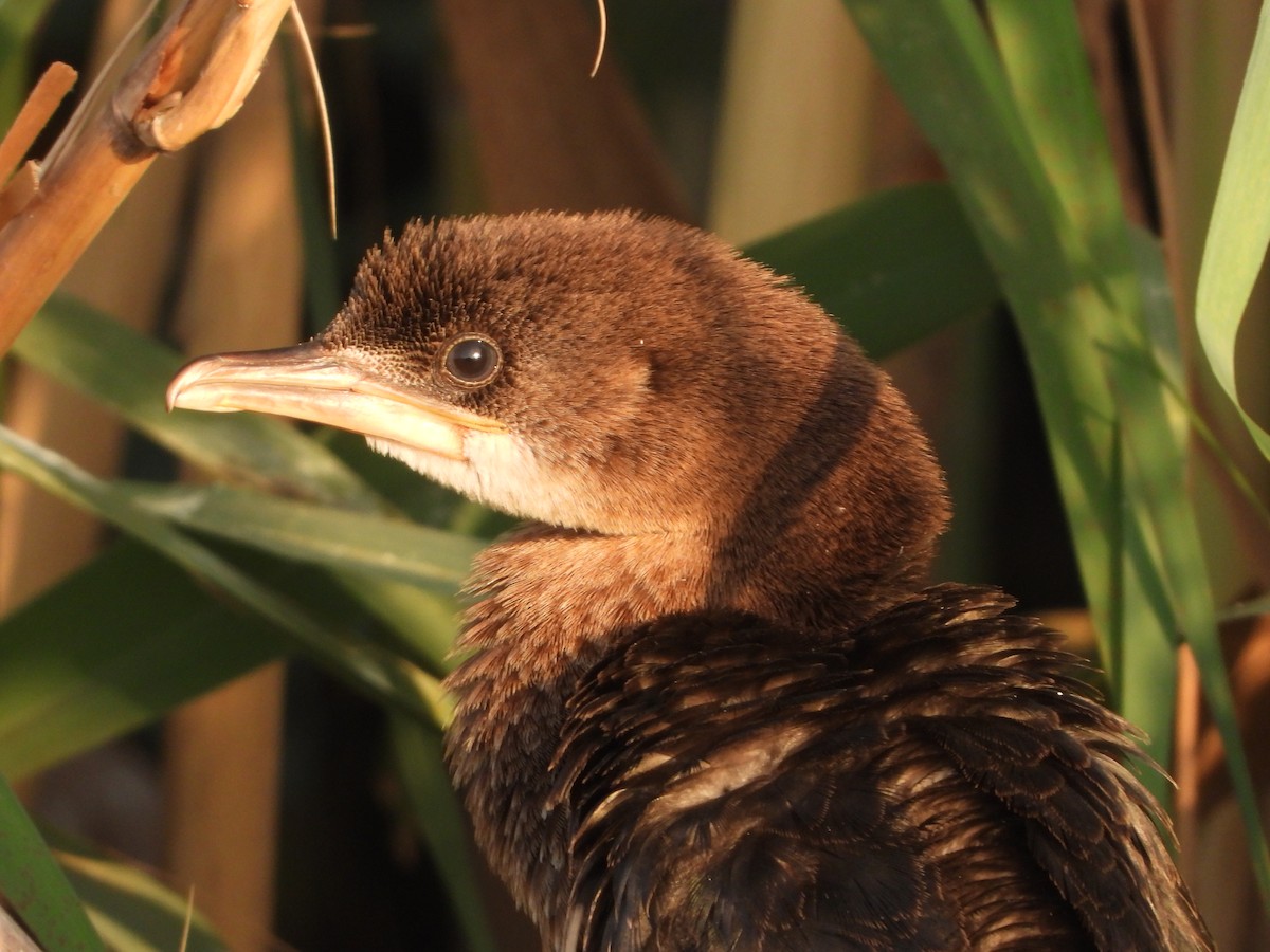 Pygmy Cormorant - ML465546301