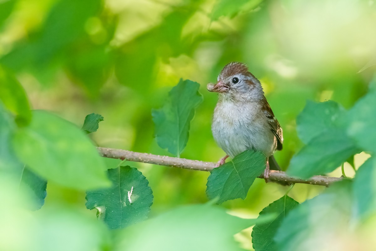 Field Sparrow - Riley Metcalfe