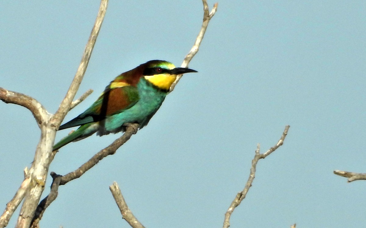 European Bee-eater - ML465547901