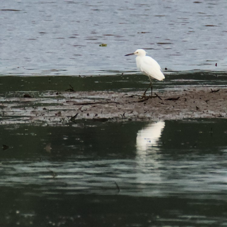 Snowy Egret - ML465548001