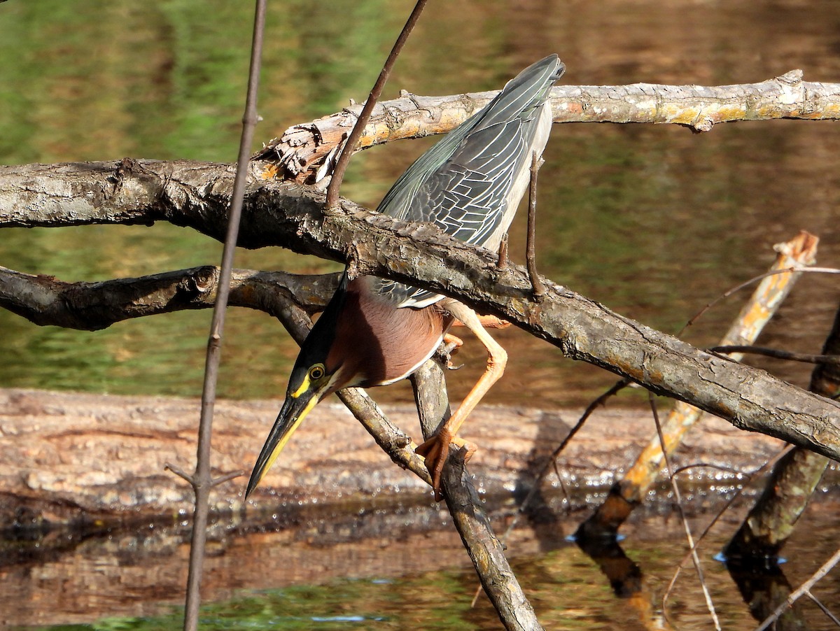 Green Heron (virescens/bahamensis) - ML465548471