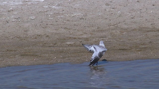 Mediterranean Gull - ML465550241