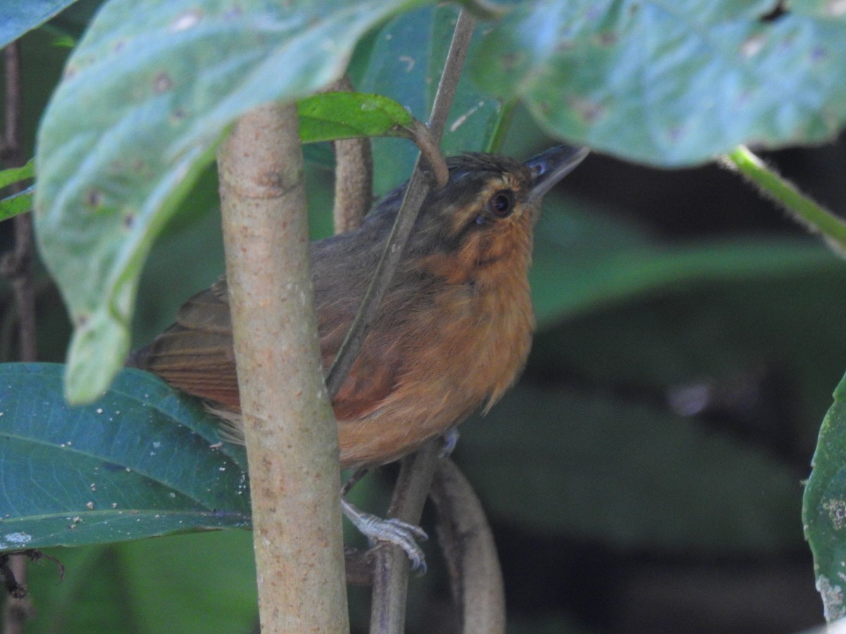 Rufescent Antshrike - ML465553181