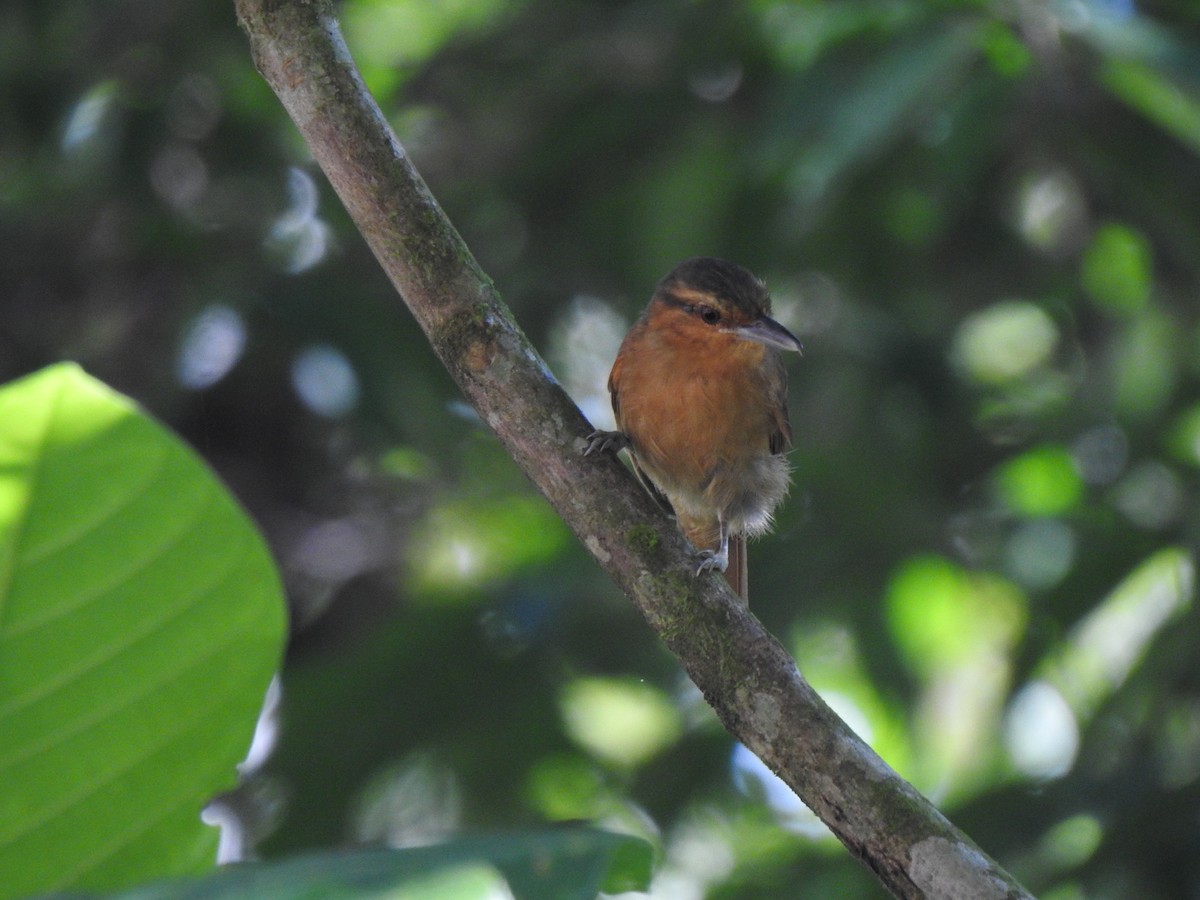 Rufescent Antshrike - ML465553201