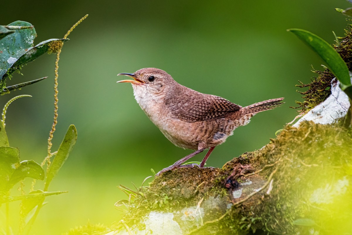 House Wren - Richard Pockat