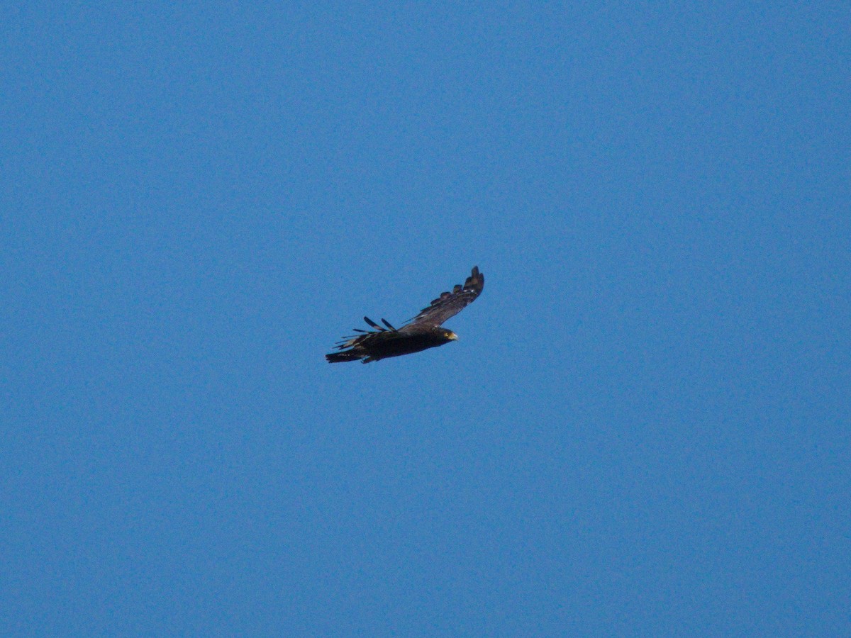 Crested Serpent-Eagle (Crested) - ML465553621