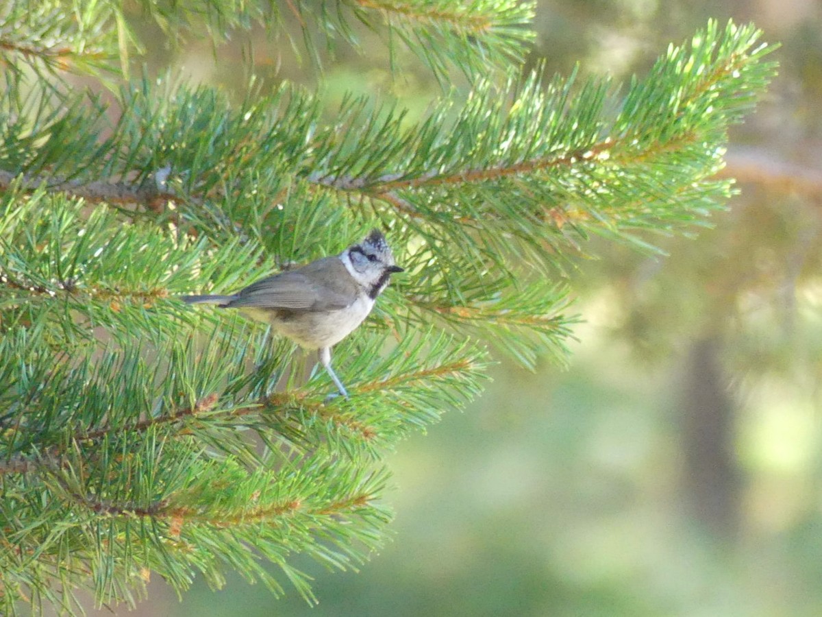 Crested Tit - ML465555091