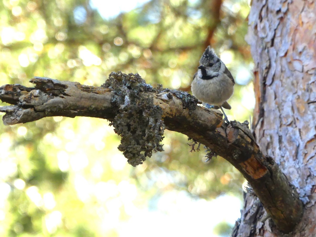 Crested Tit - ML465555111