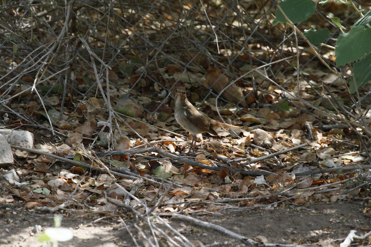 זמיר מנומר - ML465560331