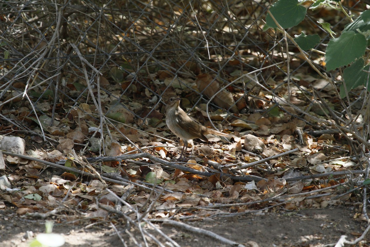 זמיר מנומר - ML465560381