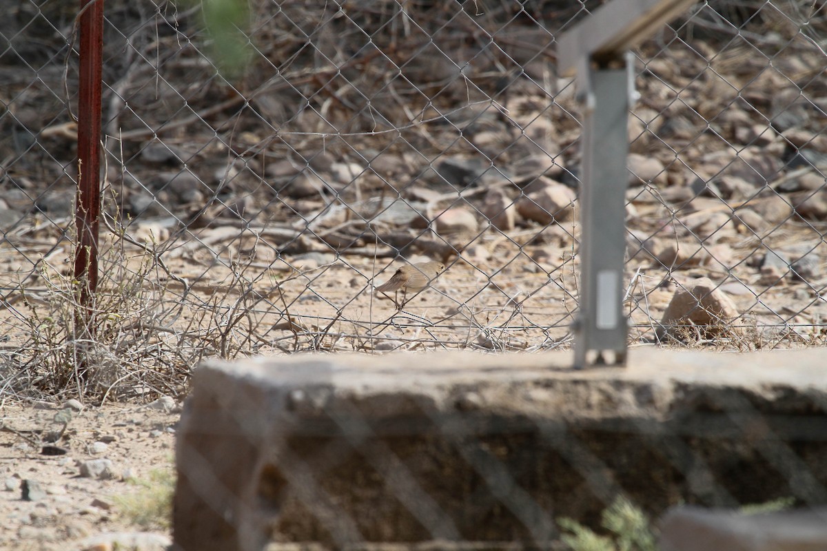 Thrush Nightingale - ML465560421