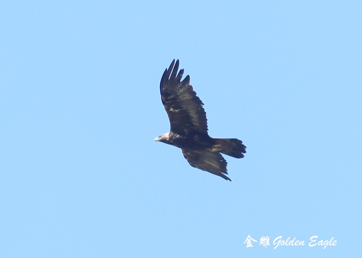 Golden Eagle - ML465560861