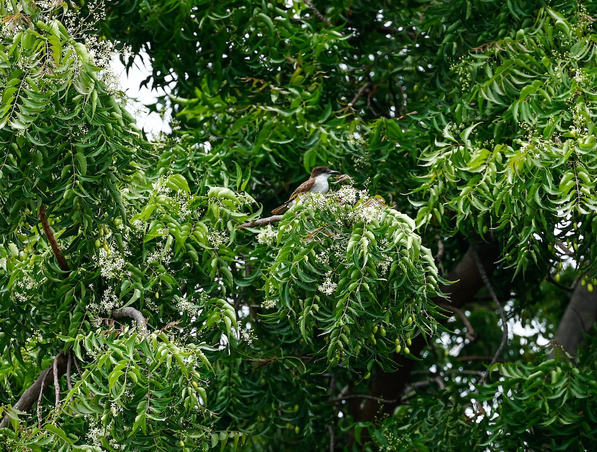 Loggerhead Kingbird (Puerto Rico) - ML465561511