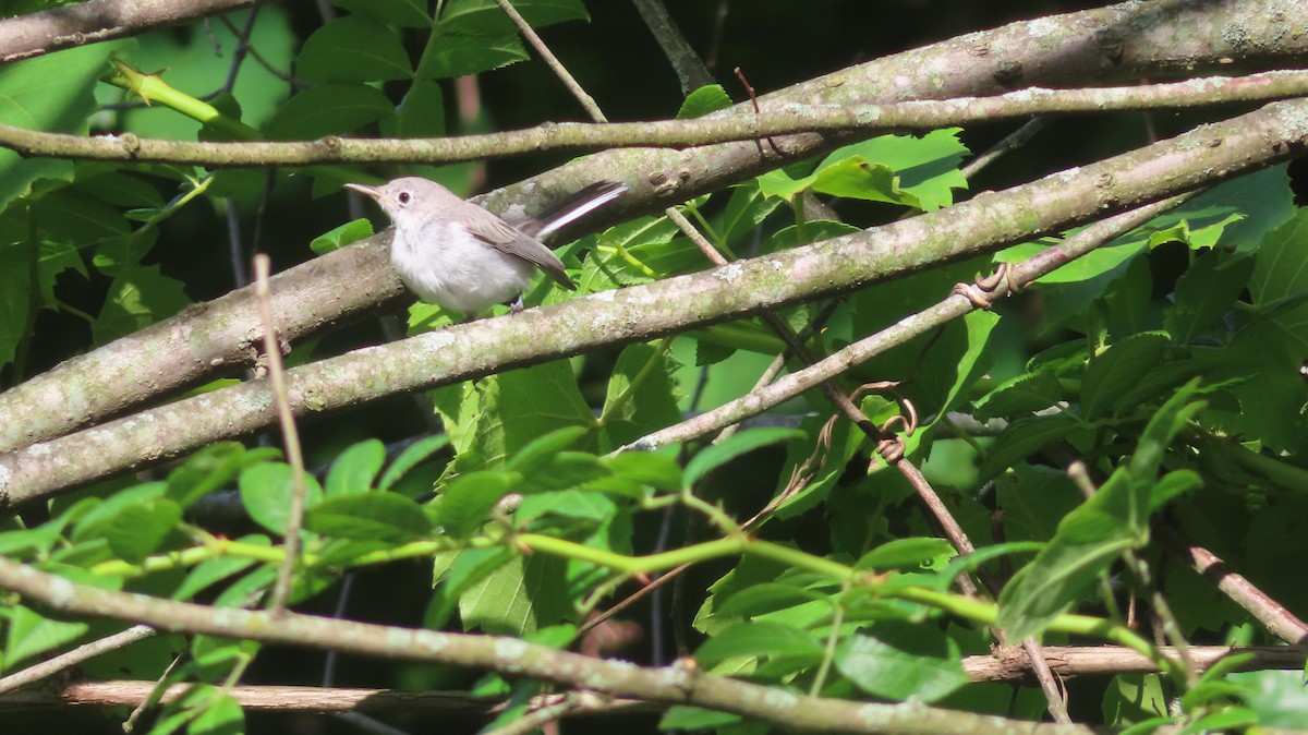 Blue-gray Gnatcatcher - ML465562621