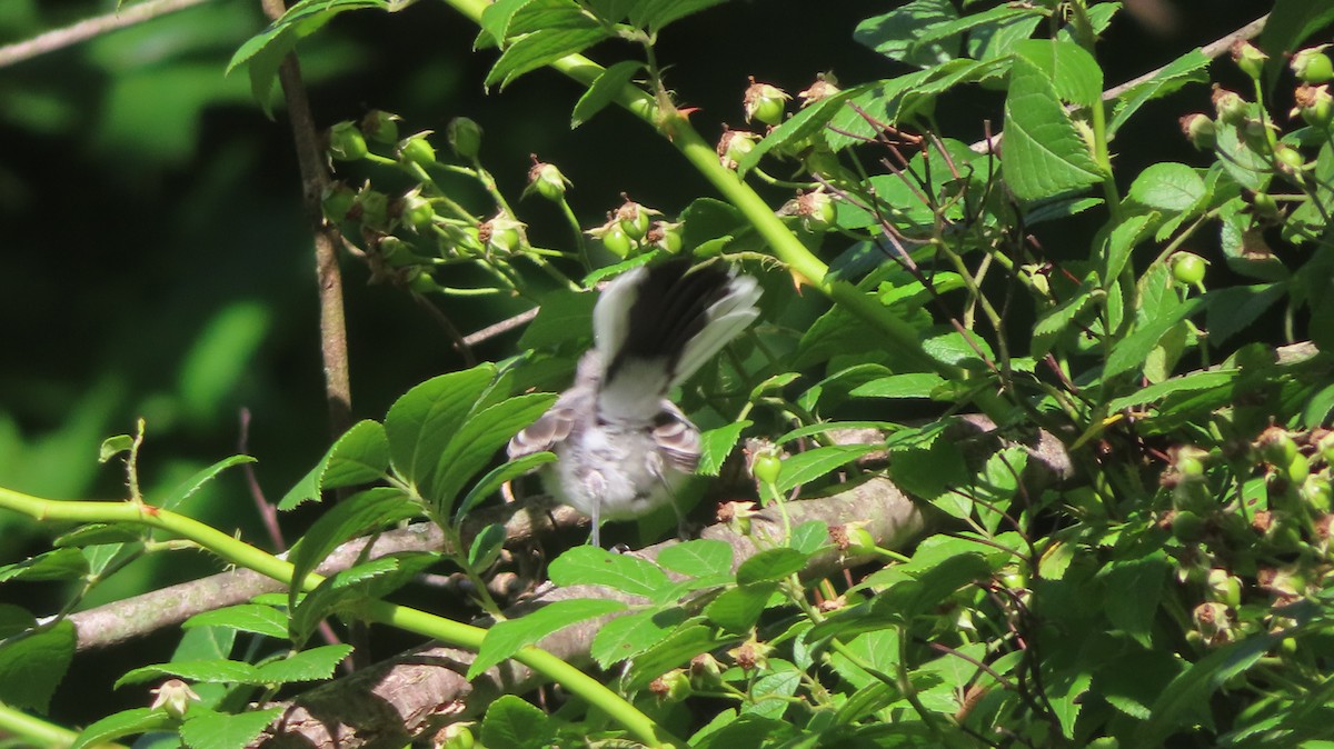 Blue-gray Gnatcatcher - Gregory Allen