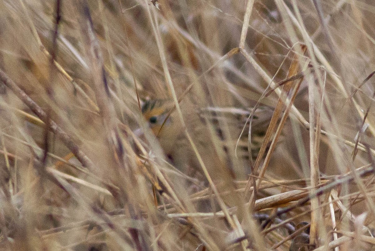 LeConte's Sparrow - ML465562791