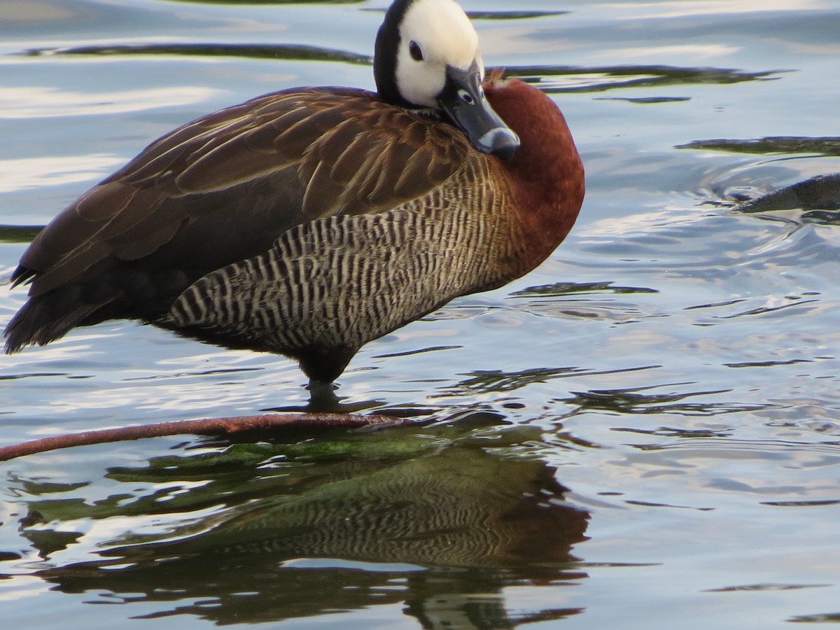 White-faced Whistling-Duck - ML465564091