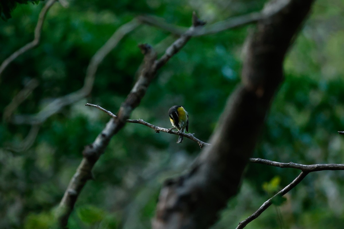 Bananaquit (Puerto Rico) - ML465565521