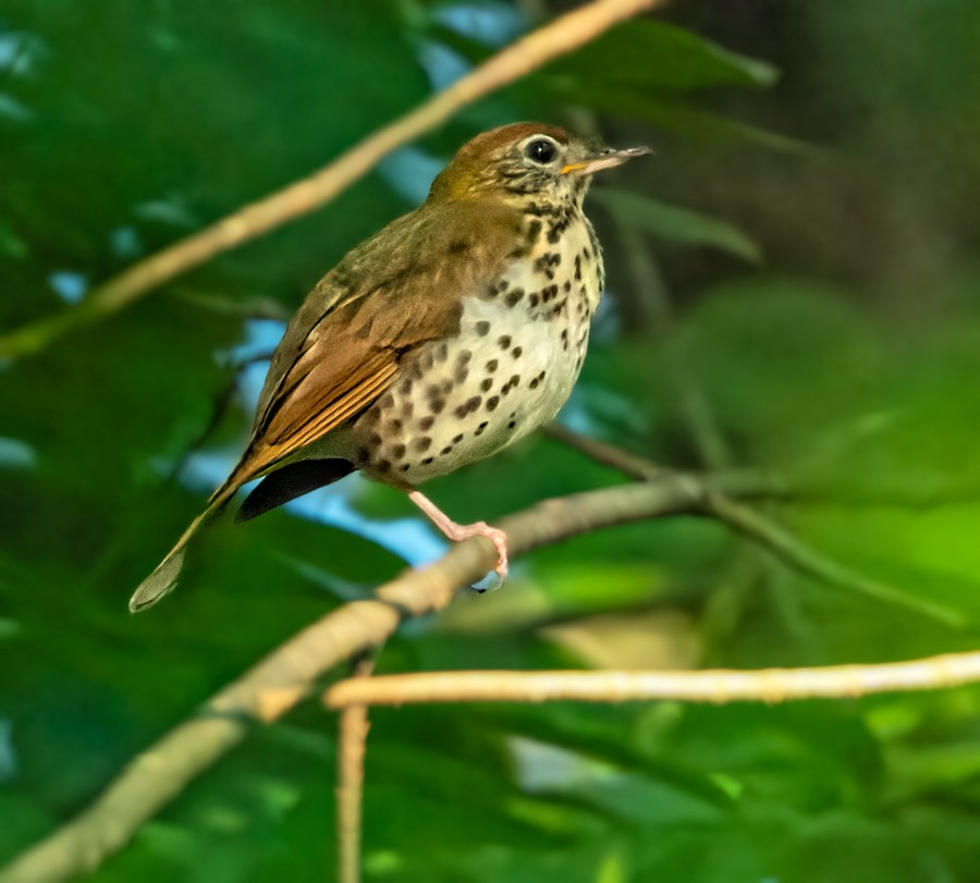 Wood Thrush - ML465565731