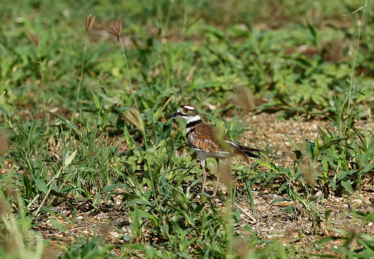 Killdeer - ML465566911