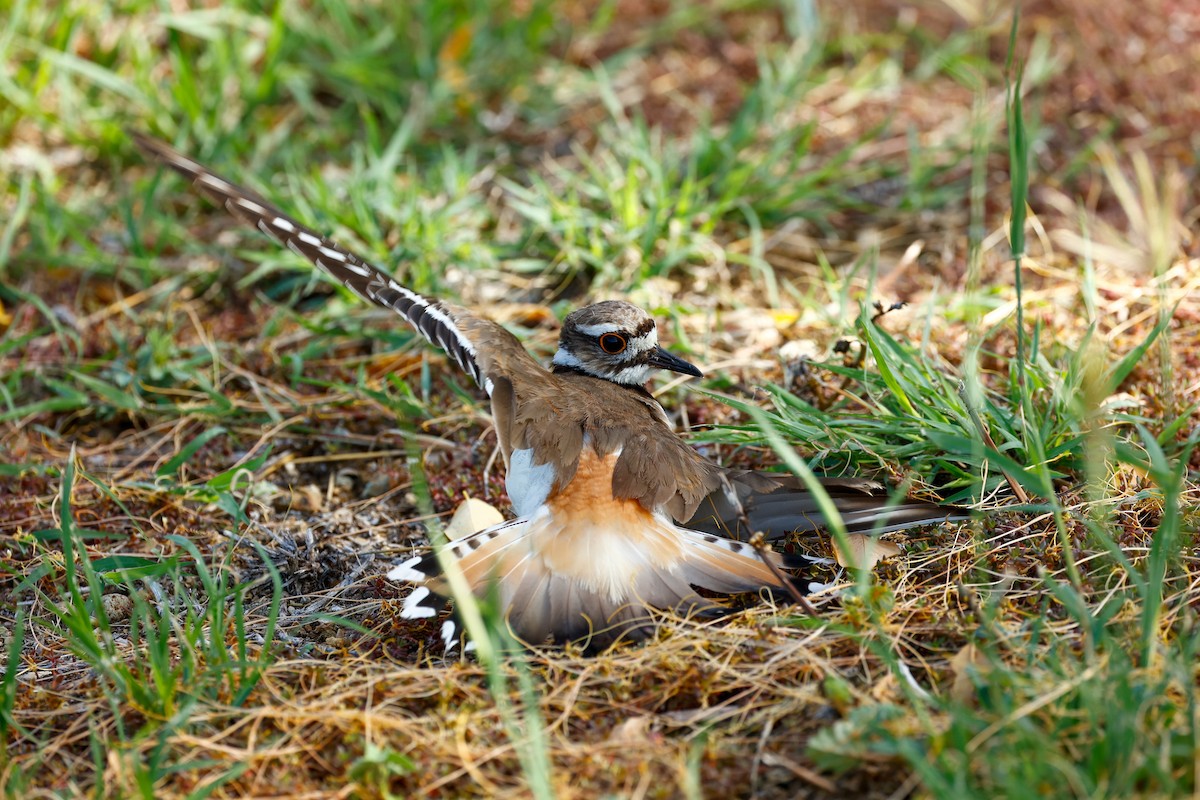 Killdeer - ML465566991