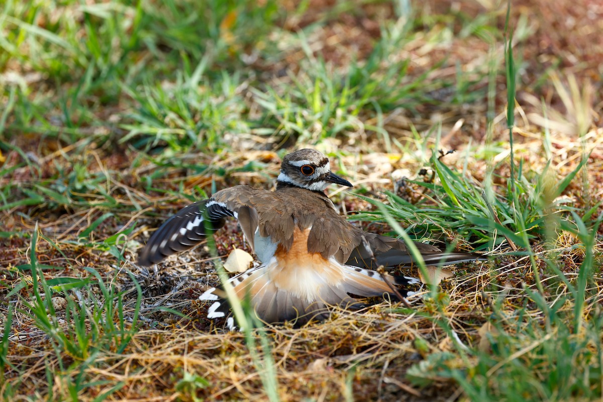 Killdeer - ML465567051