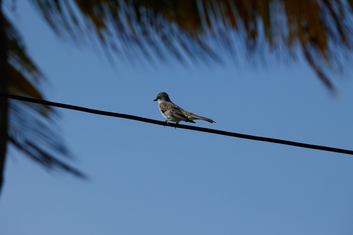 Gray Kingbird - ML465567361