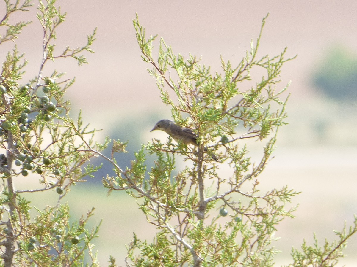 Sardinian Warbler - Serafín Alarcón