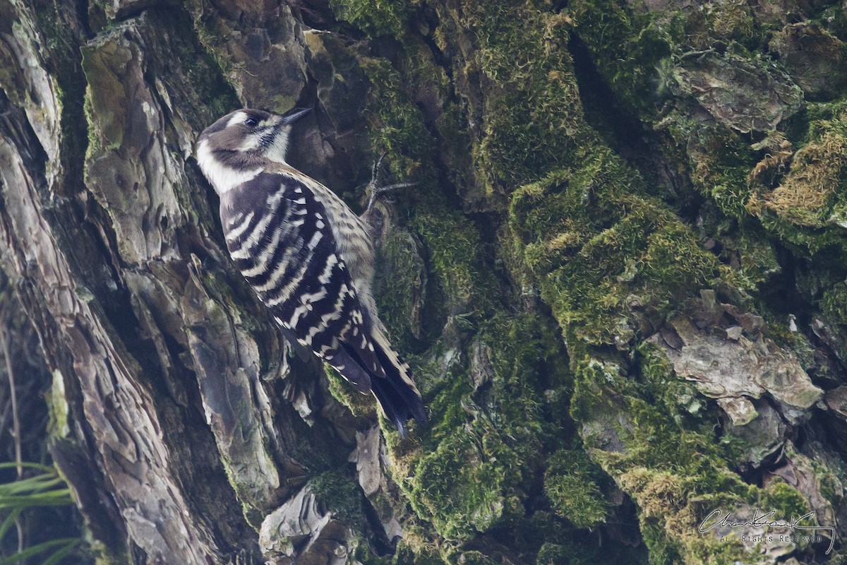 Japanese Pygmy Woodpecker - ML46556791