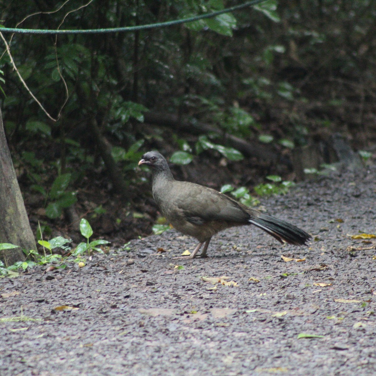 Chaco Chachalaca - ML465571771