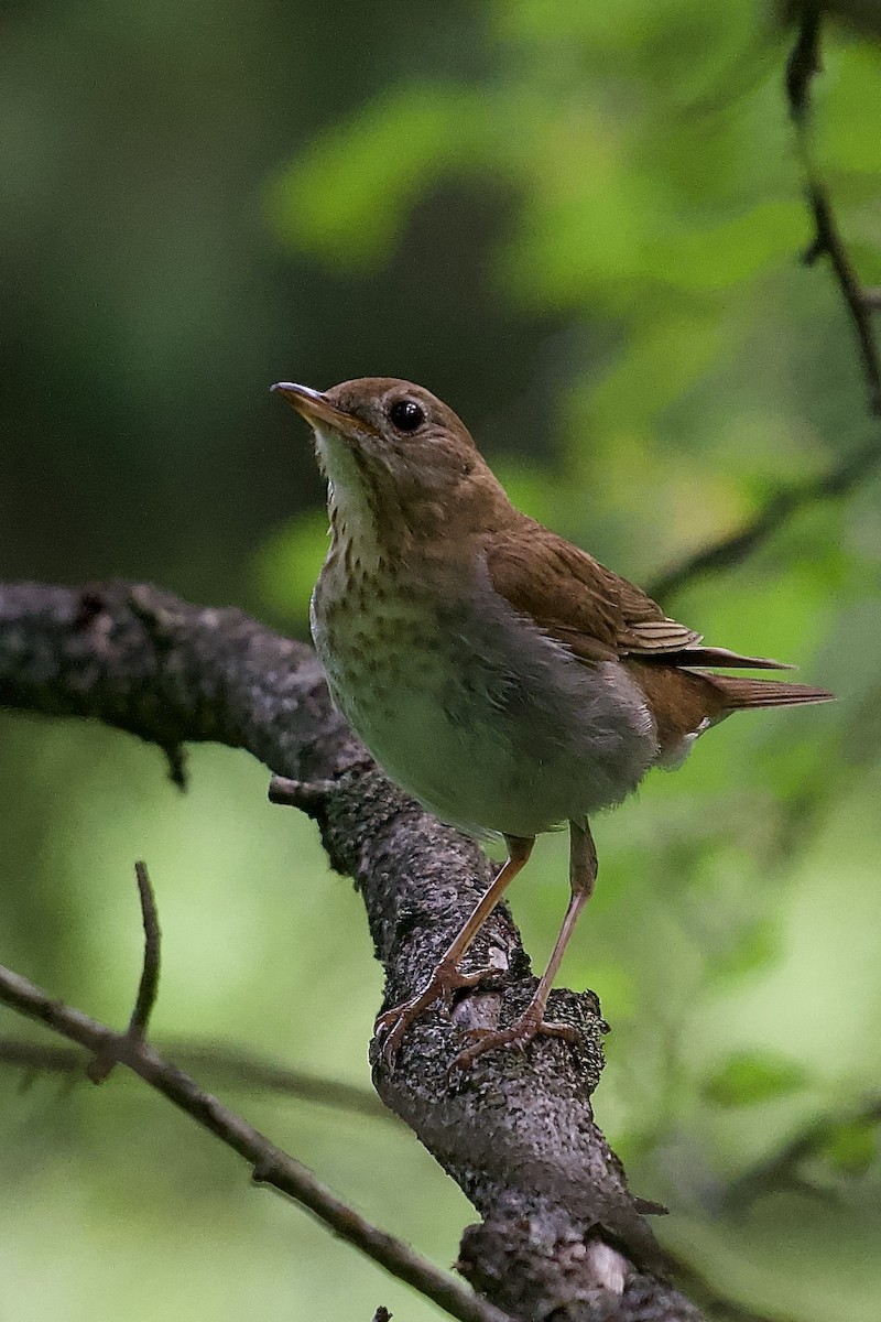 Veery - ML465573061
