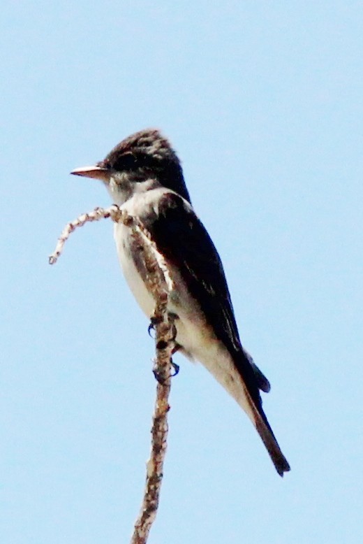 Olive-sided Flycatcher - Debby Parker