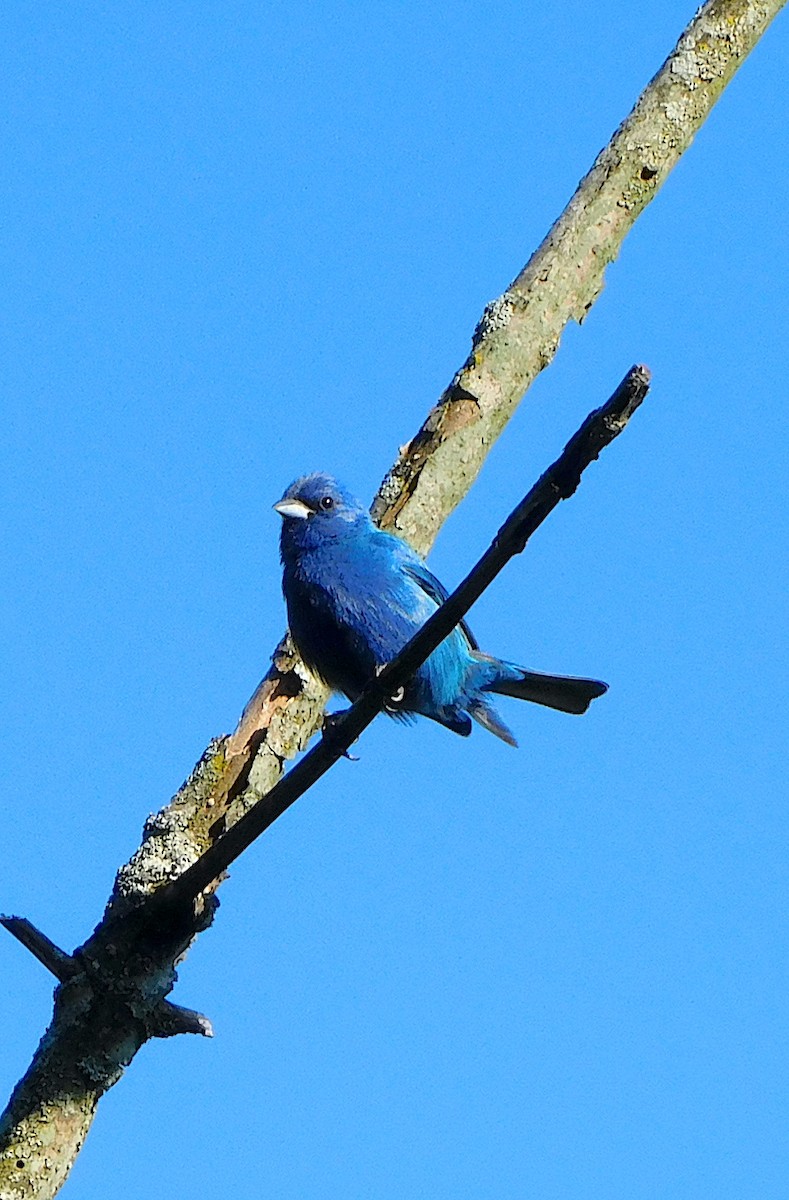 Indigo Bunting - ML465574631