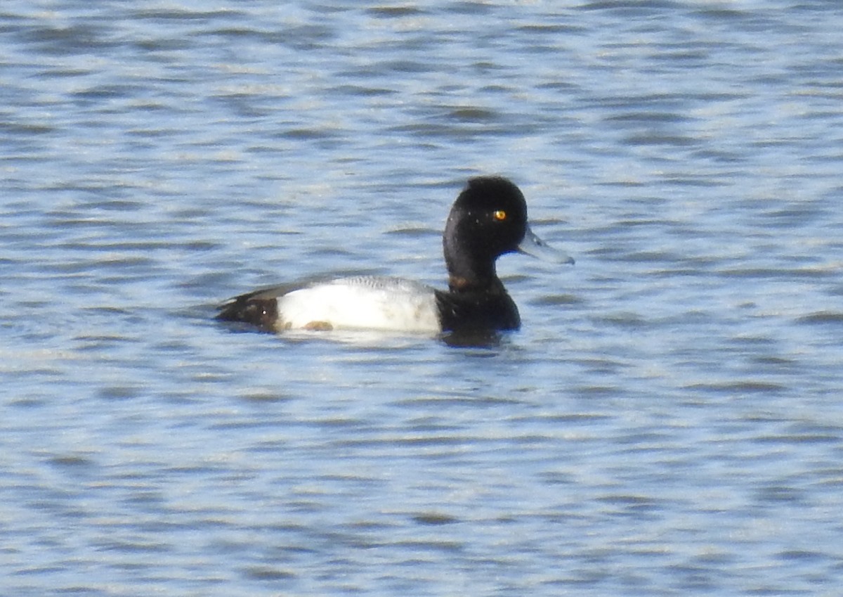 Lesser Scaup - ML465575141