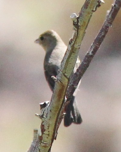 Lazuli Bunting - ML465575741