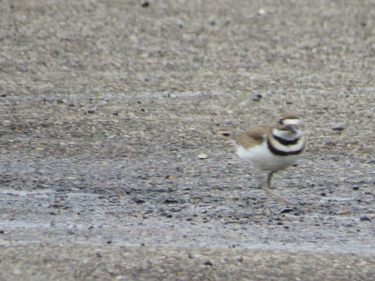 Крикливый зуёк - ML465575821