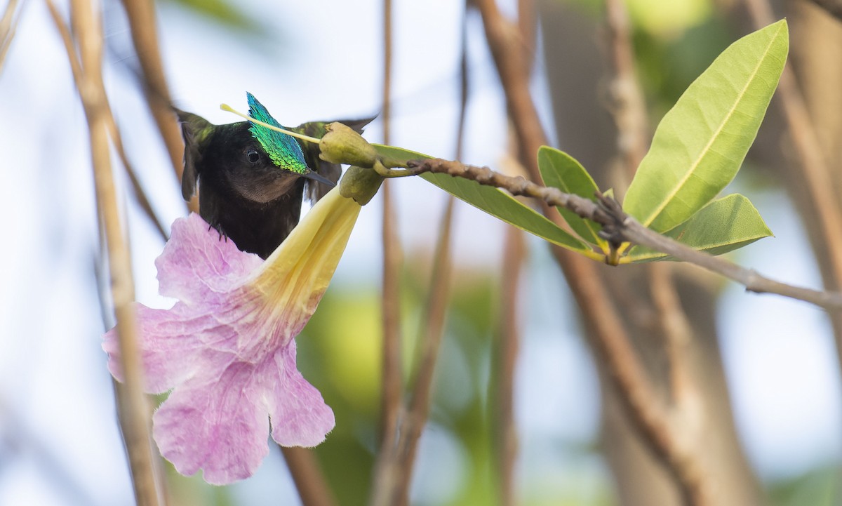 Antillean Crested Hummingbird - Marky Mutchler