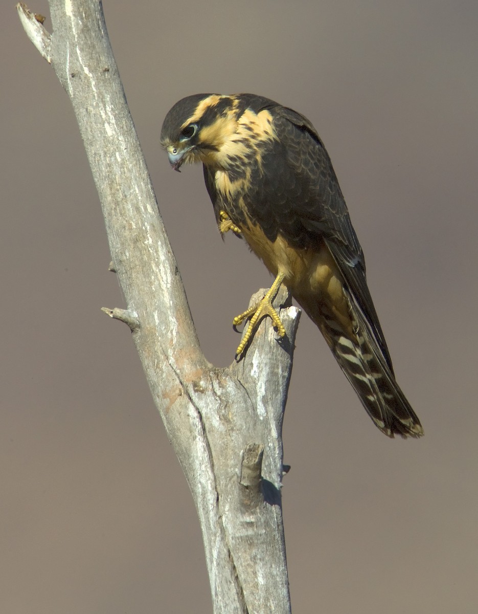 Aplomado Falcon - ML465577021