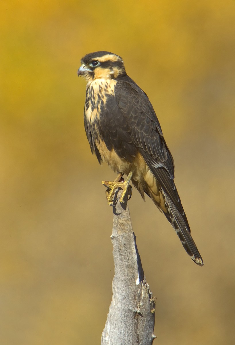 Aplomado Falcon - Mark Chappell