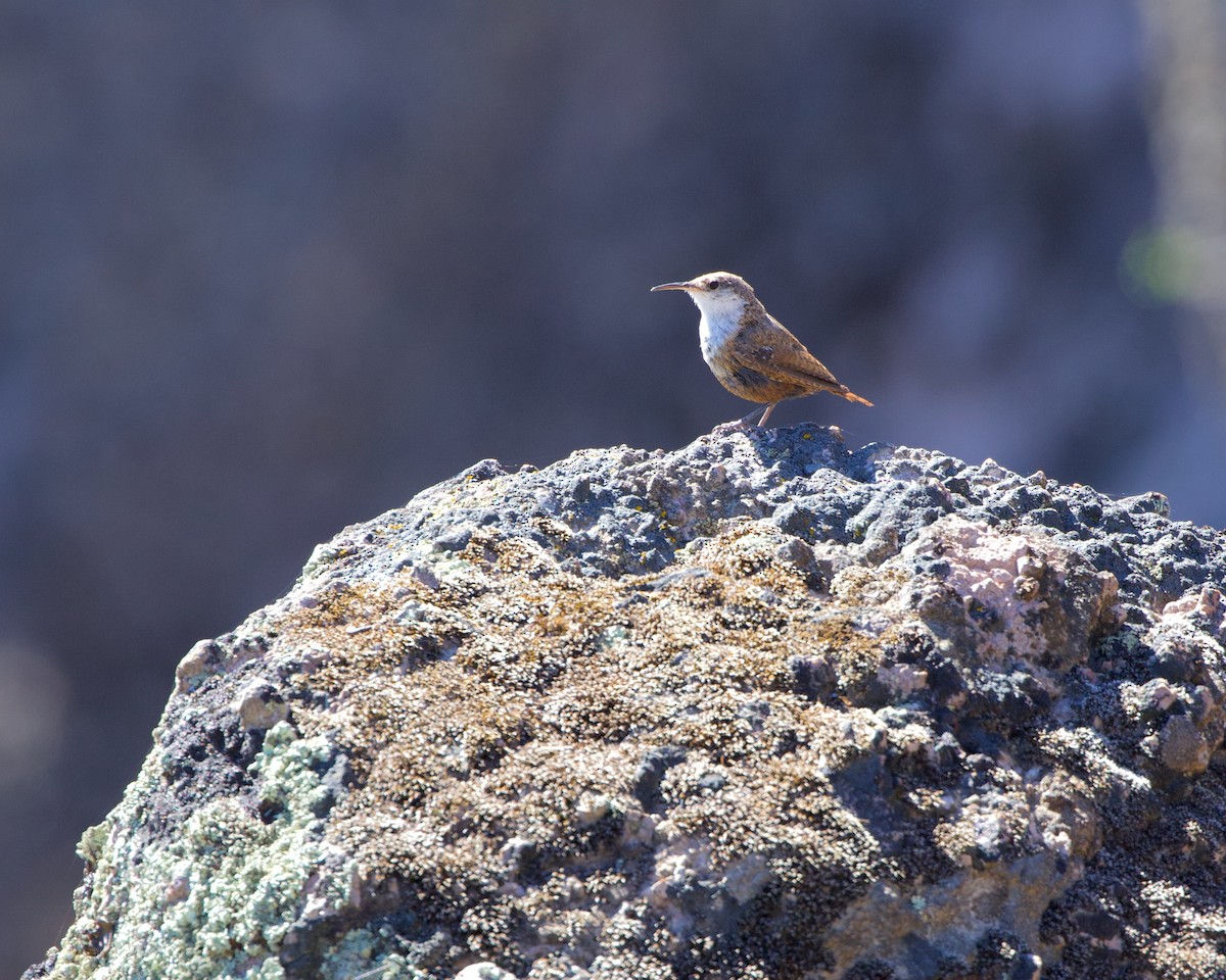 Canyon Wren - ML465577521