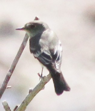 Empidonax sp. - Debby Parker