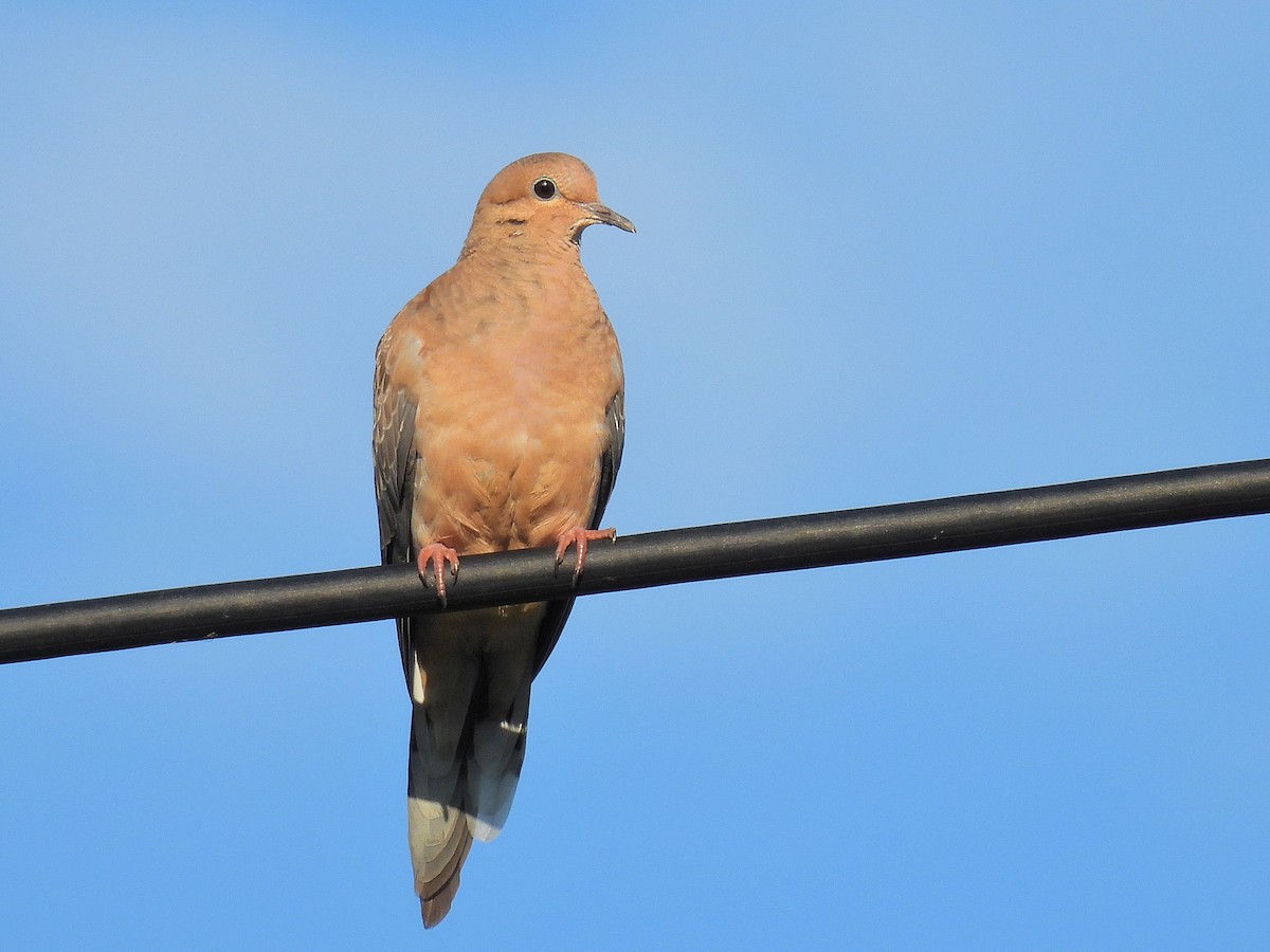 Mourning Dove - Bill Nolting