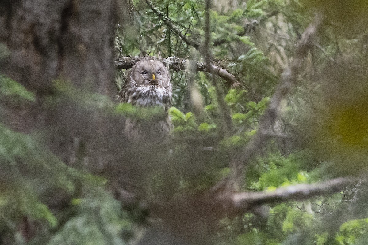 Ural Owl (Pere David's) - ML465579401