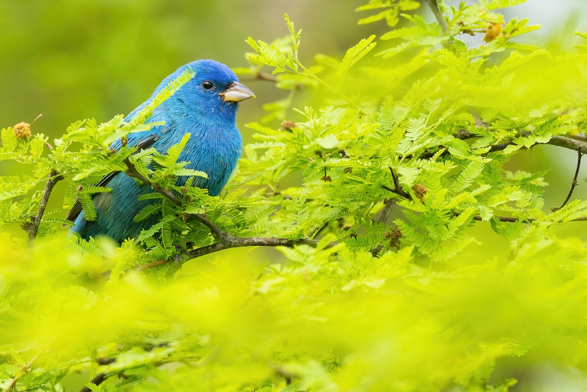 Indigo Bunting - ML465579661