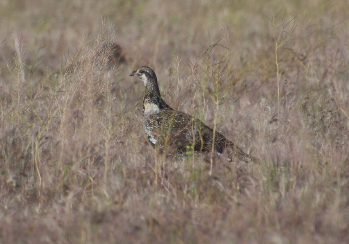 Greater Sage-Grouse - ned bohman