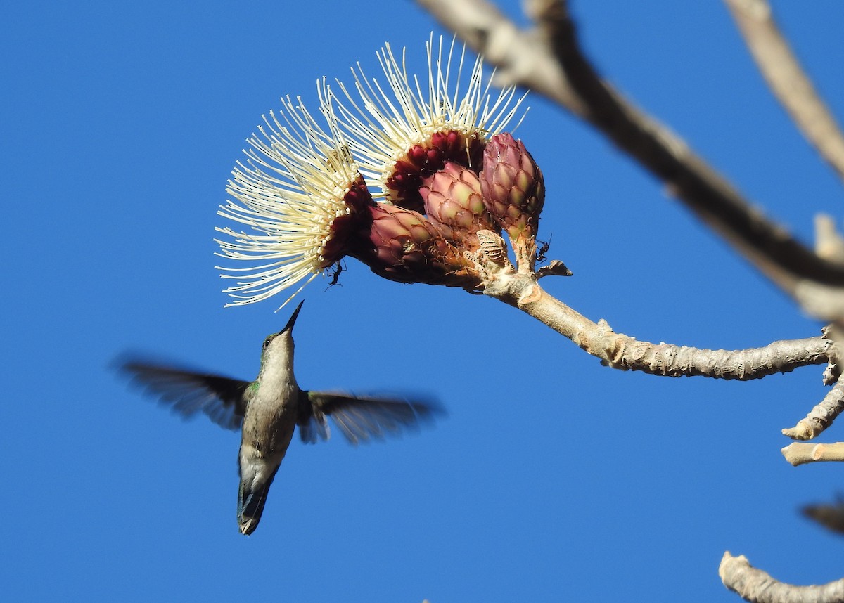 Fork-tailed Woodnymph - ML465581091