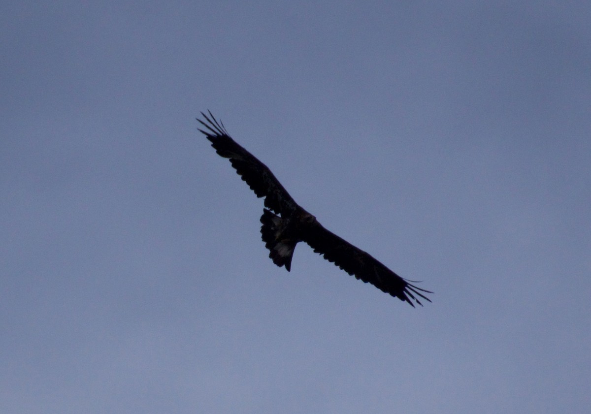 Golden Eagle - ned bohman