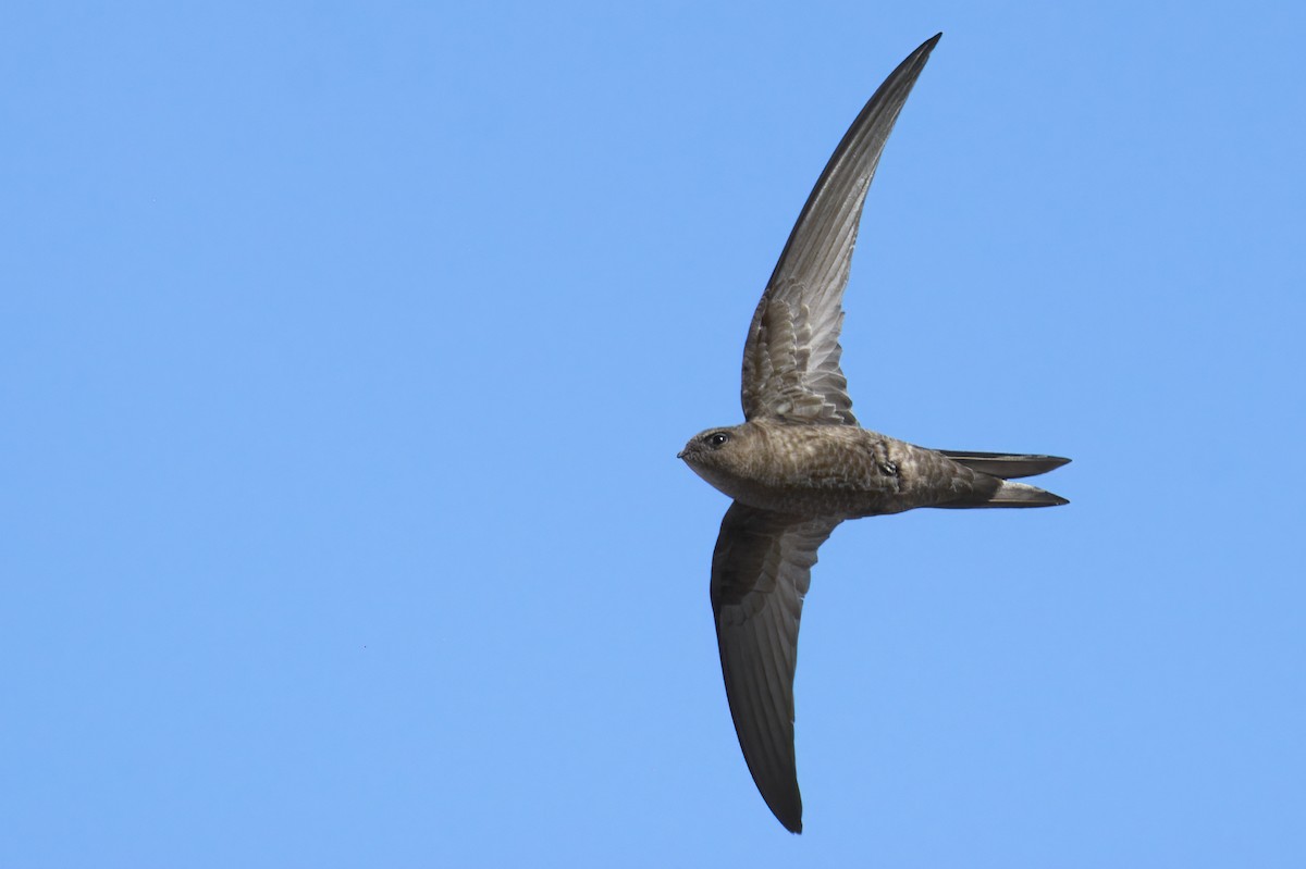 Plain Swift - ML465582961